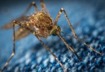 Ecco come gli scienziati combattono le zanzare